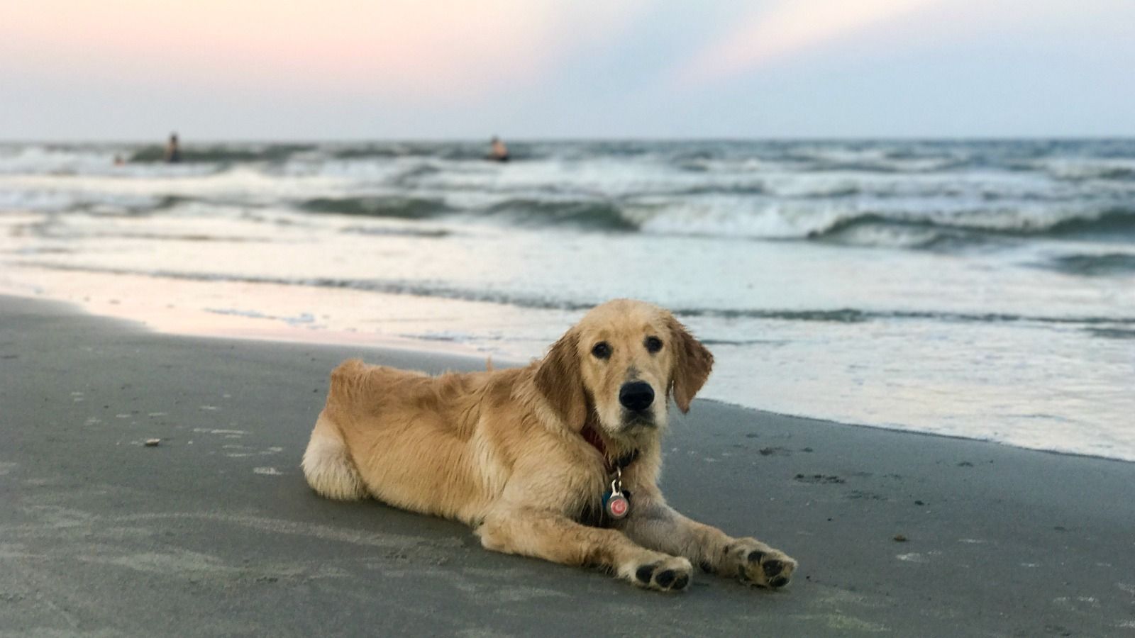 The Westin Hilton Head Island Resort Spa Pet Friendly Hotel